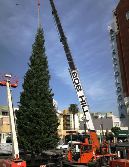This year’s tree arrives at Winter Wonderland