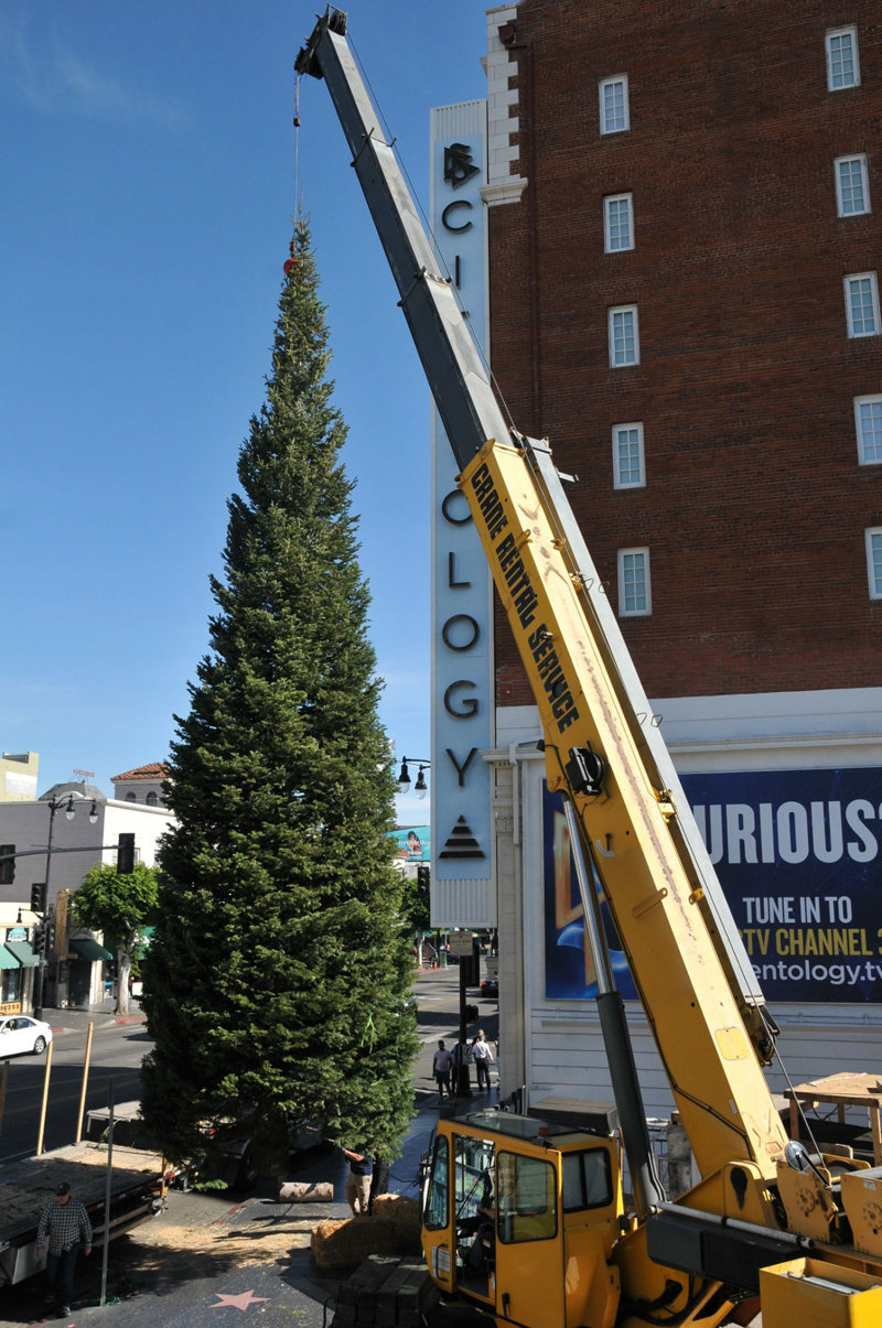 Christmas tree arrives in Hollywood